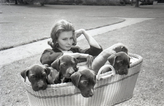 Sophia Loren and Her Adorable Puppy Companions